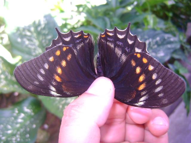 Papilio warcewiccy x Papilio euterpinus (Collected May 2014) Internet Image property of respective owner, non-commercial use only
